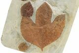 Wide Plate with Six Fossil Leaves (Four Species) - Montana #262375-3